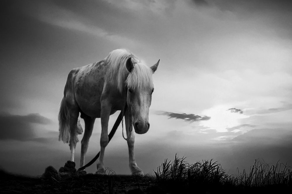 Photograph by Mehedi Hasan Shawan