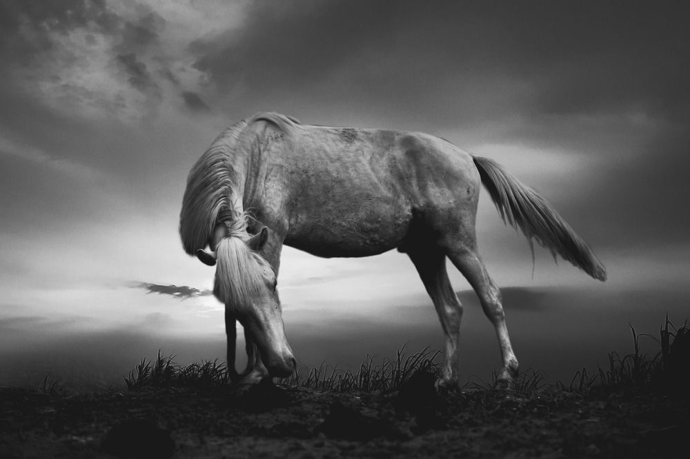 Photograph by Mehedi Hasan Shawan