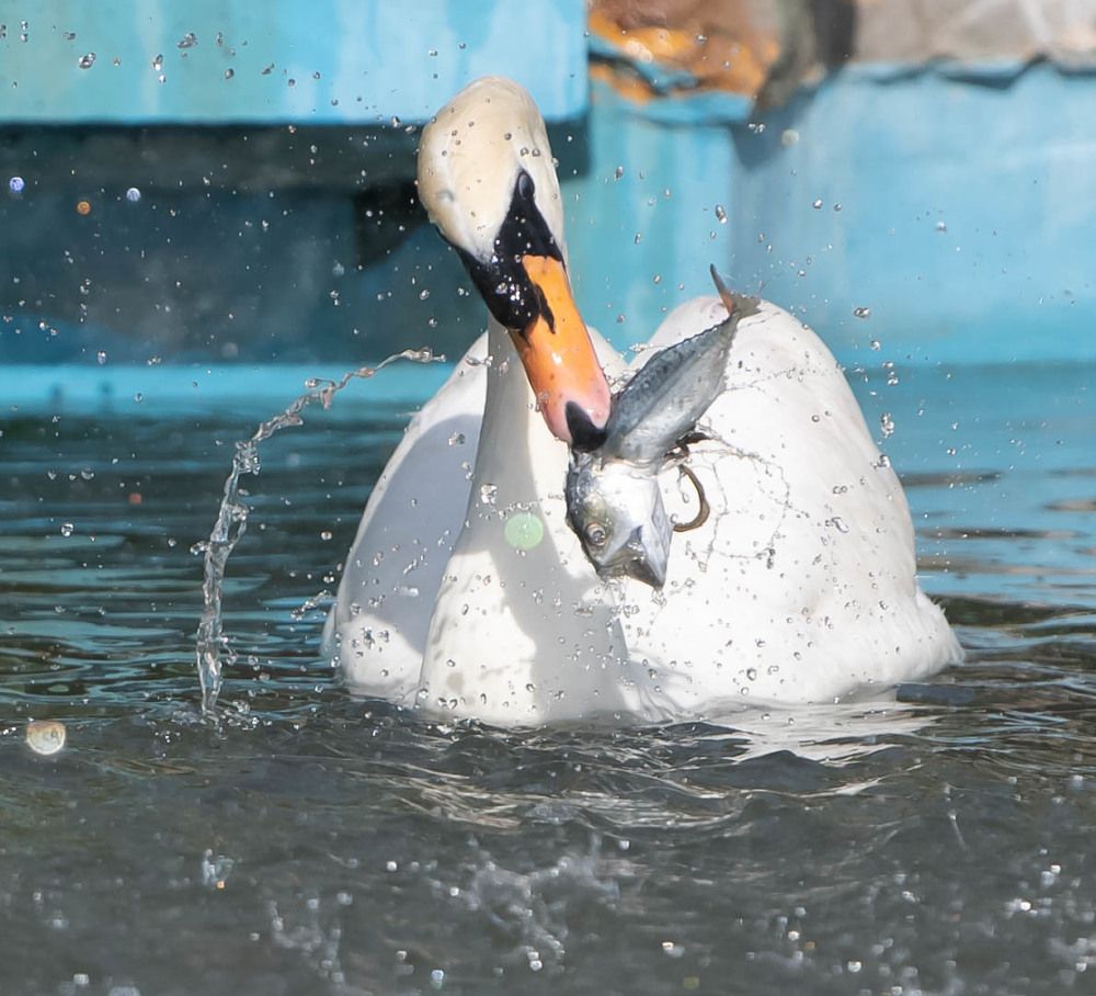 Photograph by Shima Hussni