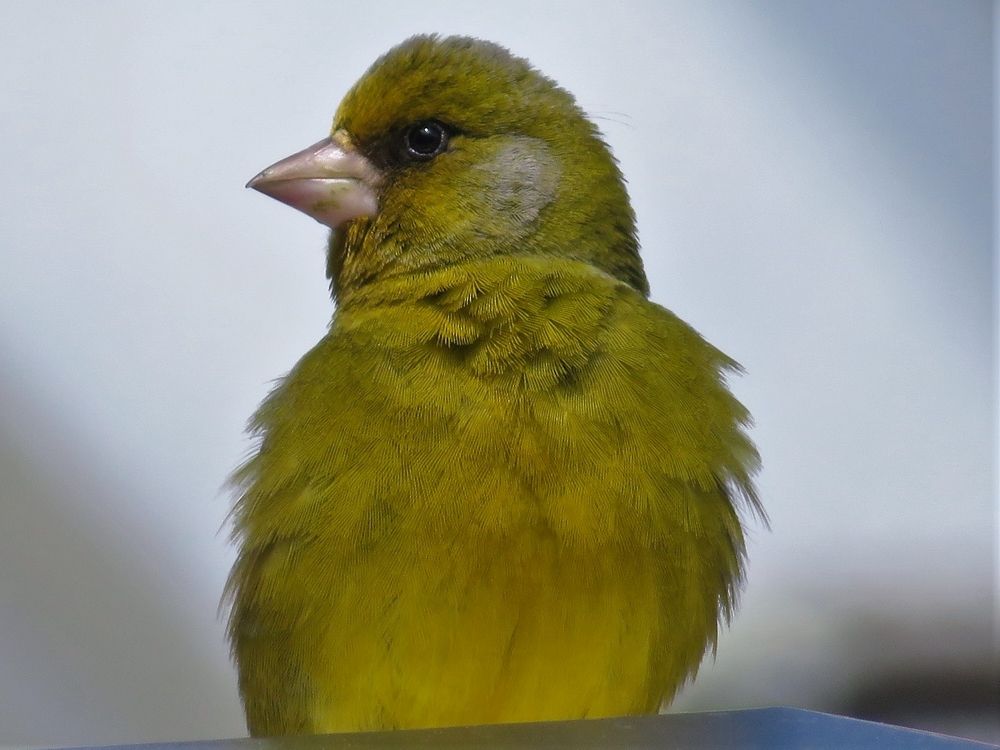 Little bird portrait