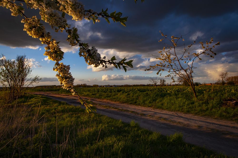 Цветущей вишни облик хрупкий...