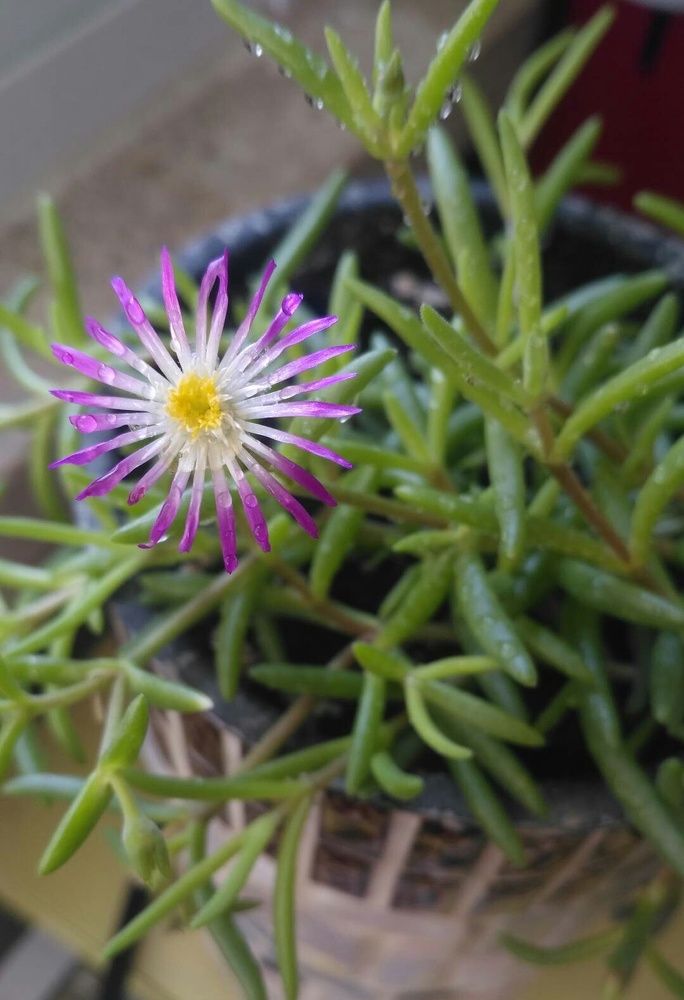 Фотография автора Алла Черноморская