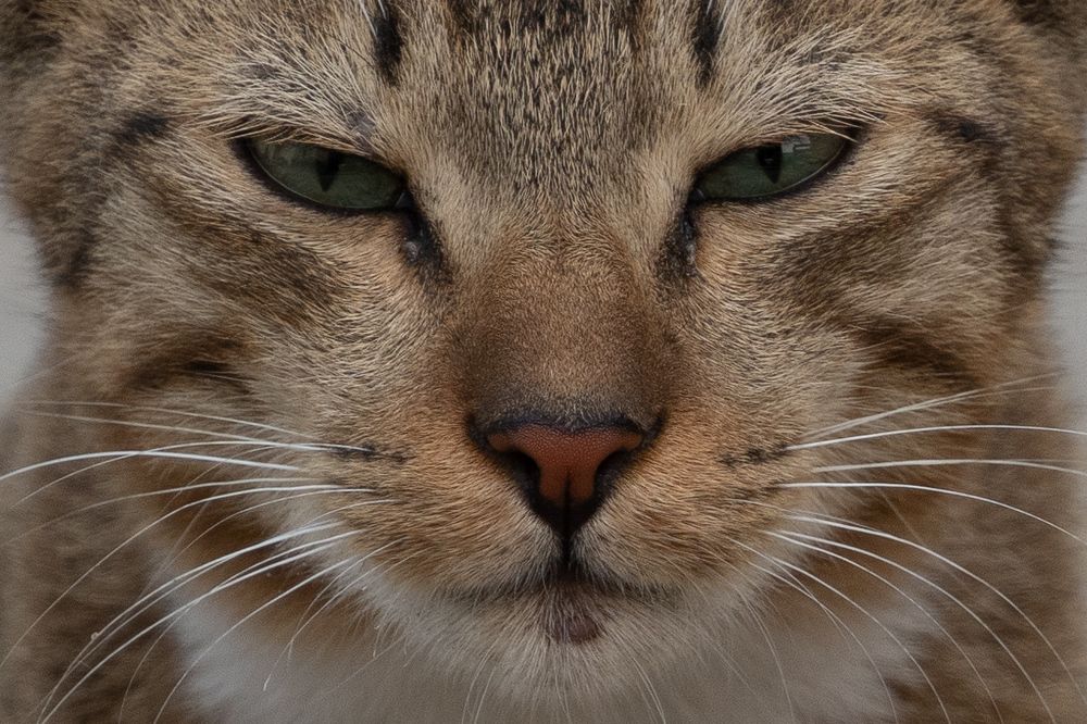 Фотография автора Prejul Prakash