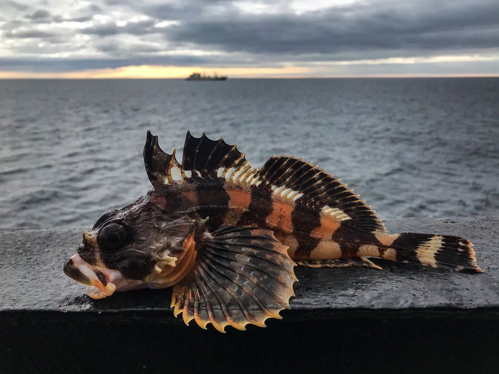 Фотосессия для бычка