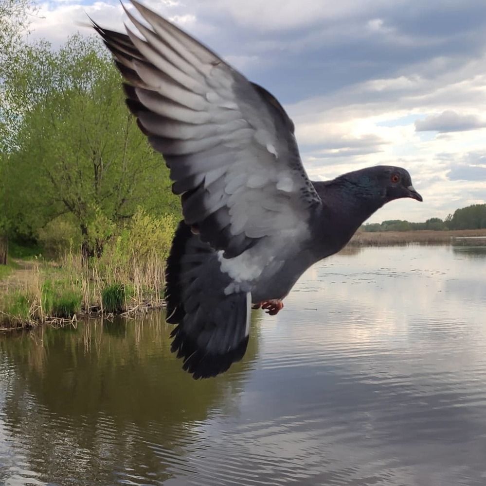 Вестник мира