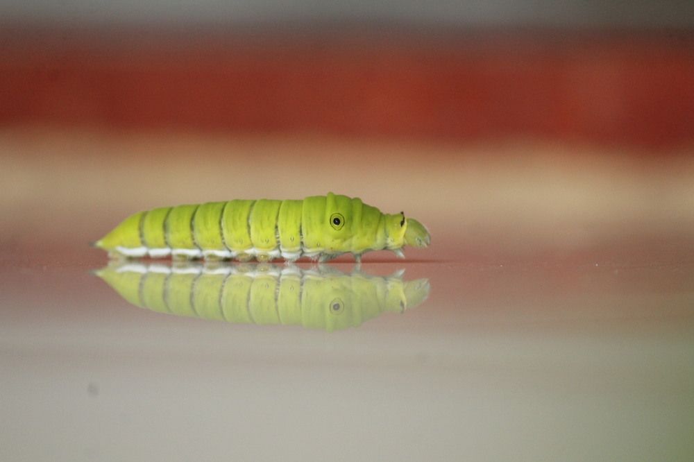 Photograph by Sharad vadoliya