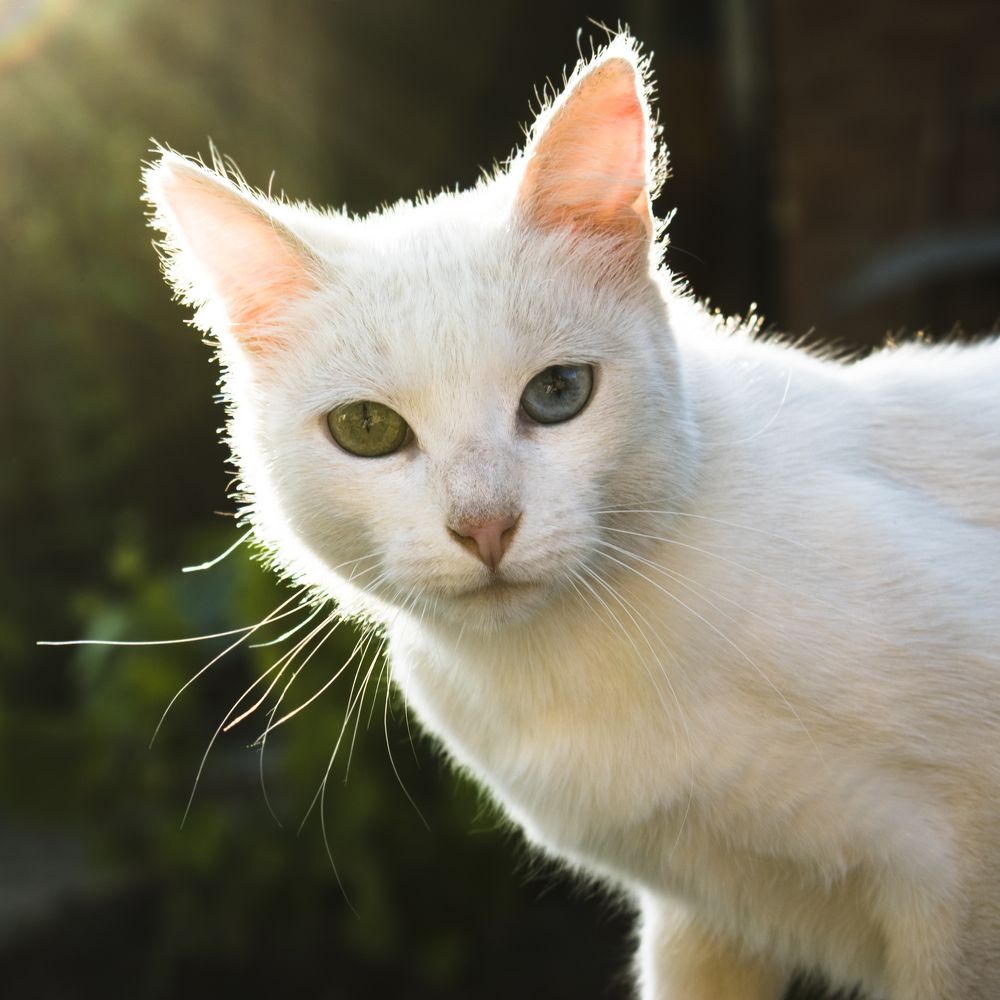 Photograph by Elena Lopatina