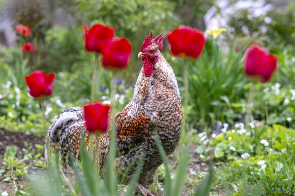 Photograph by Роман Раменский