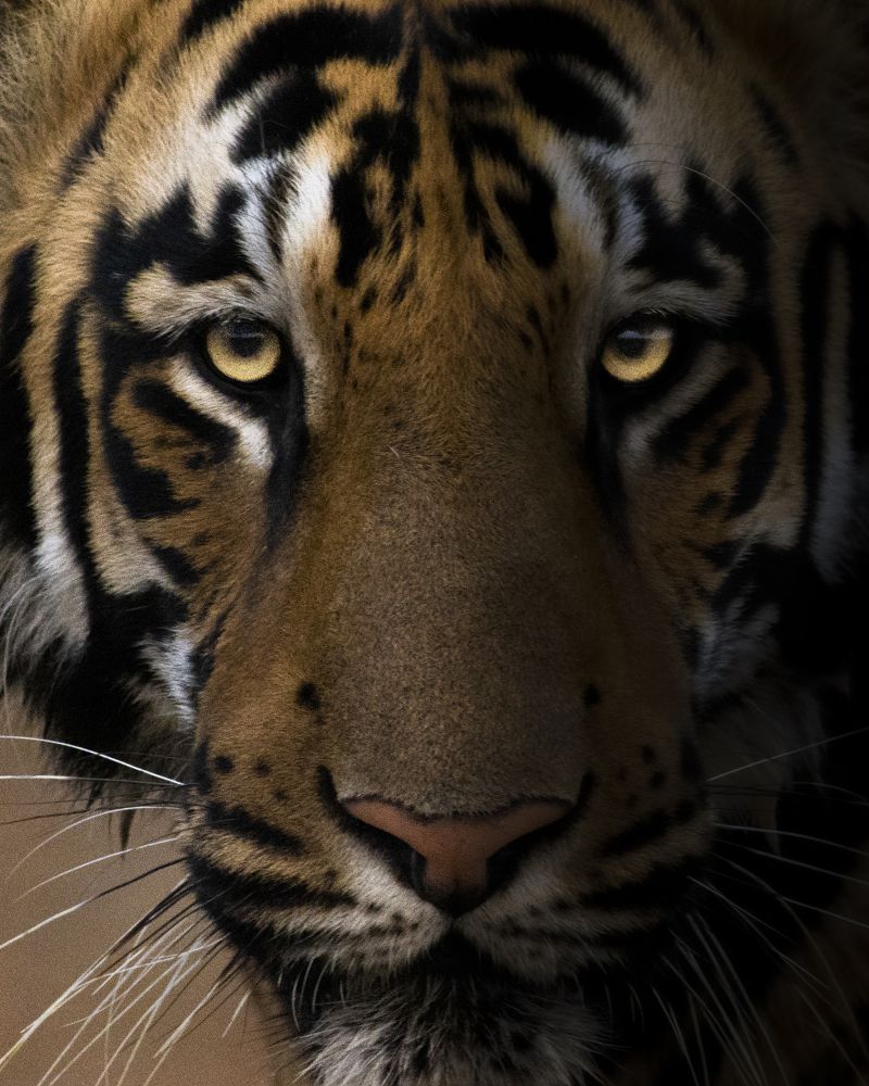 Photograph by Satadru Mondal