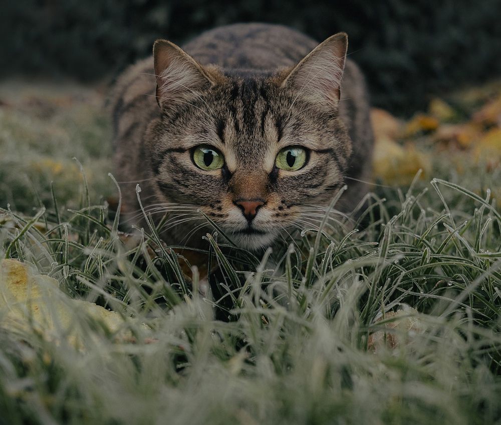 Фотография автора Юля Савельева
