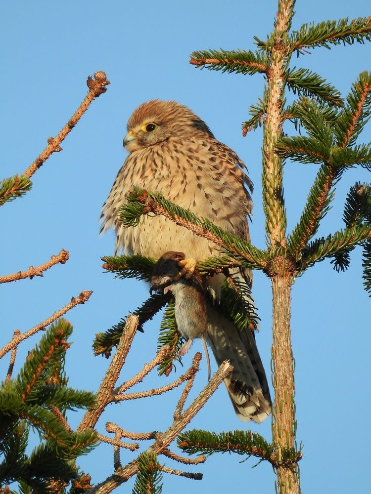 Kestrel