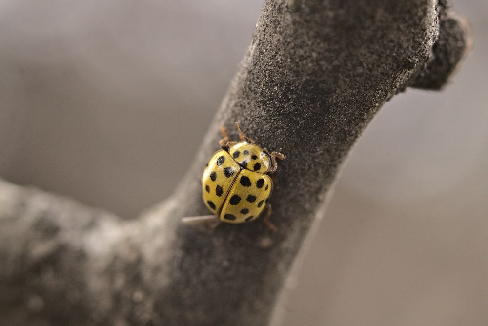 Photograph by Олег Каракин