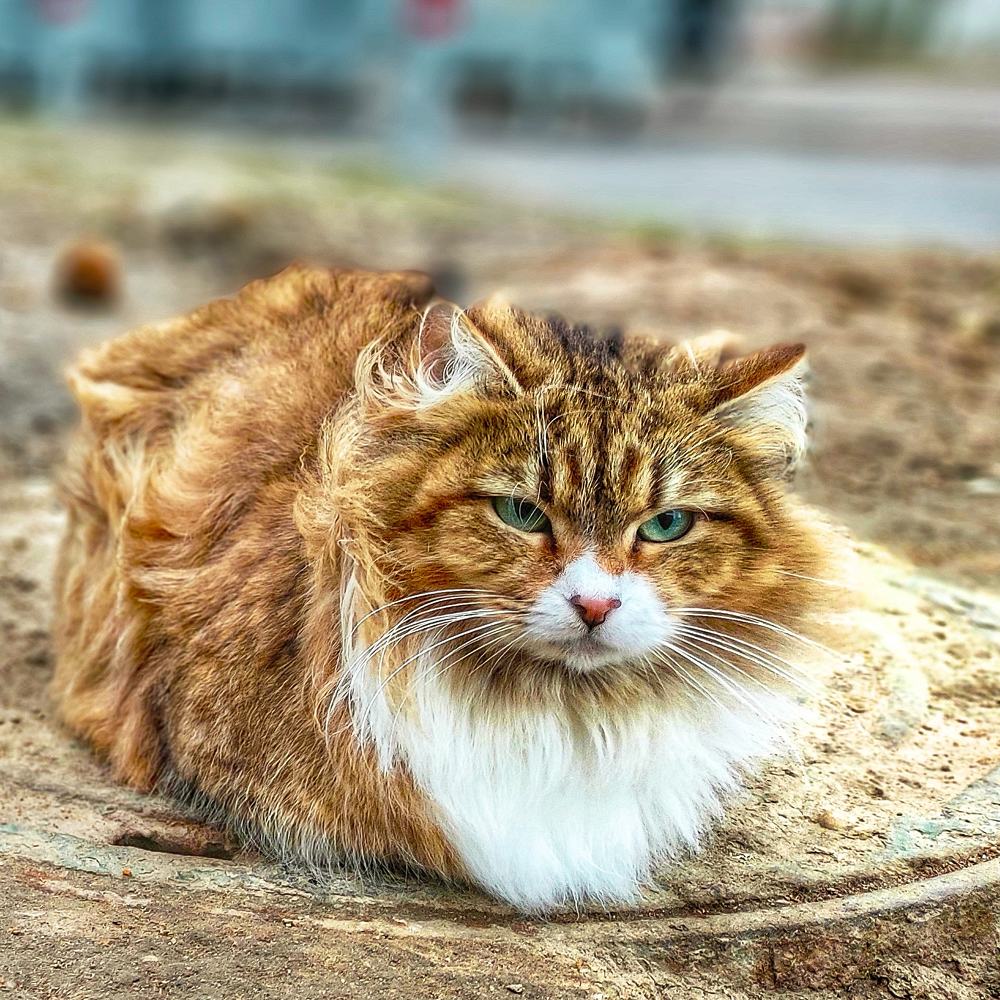 Photograph by Сергей Сократ