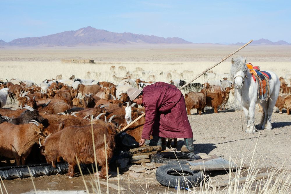 Mongolian herder son