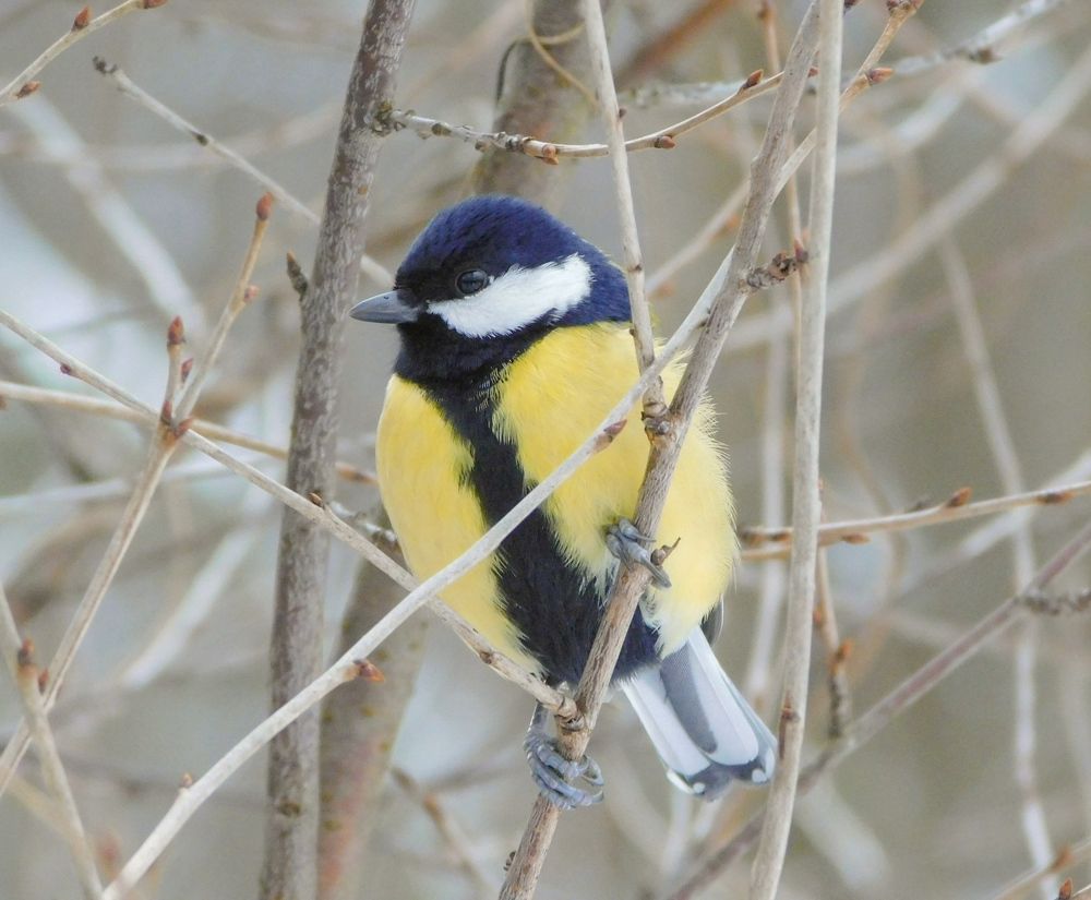 Photograph by Юлия Журавлёва