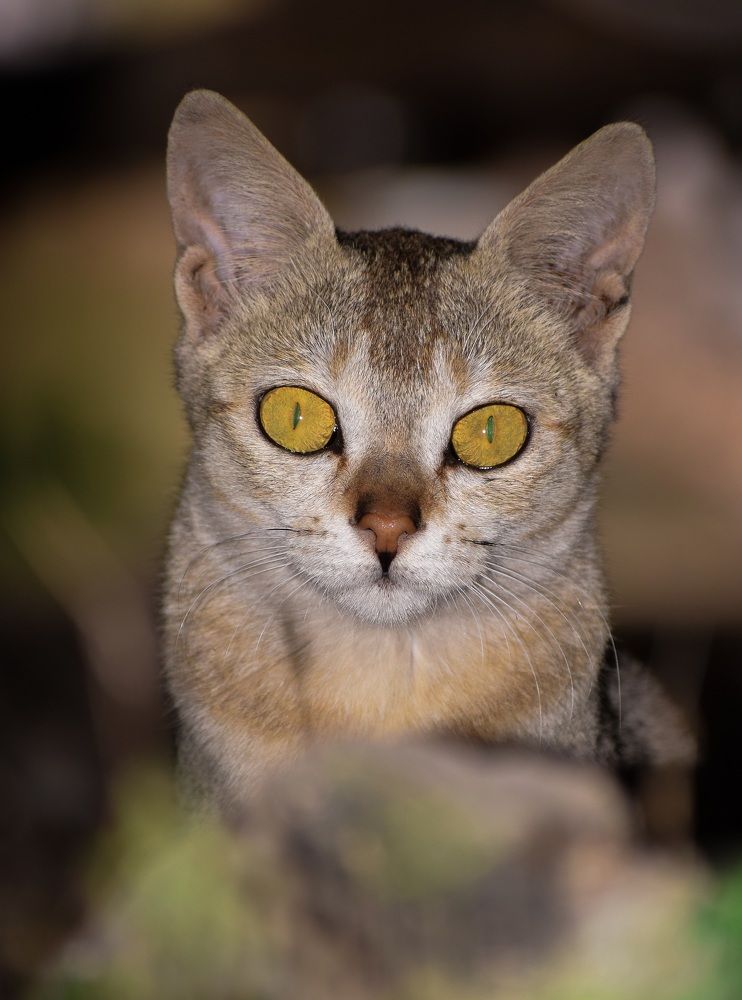 Photograph by Sumanta Dutta