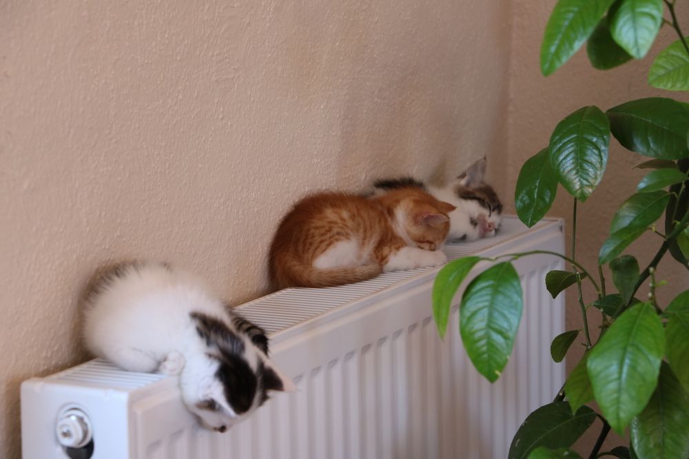 Photograph by Cengiz Yalcin