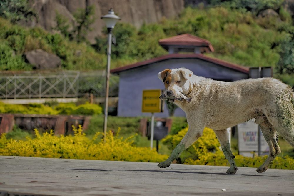 Photograph by Sumanta Dutta