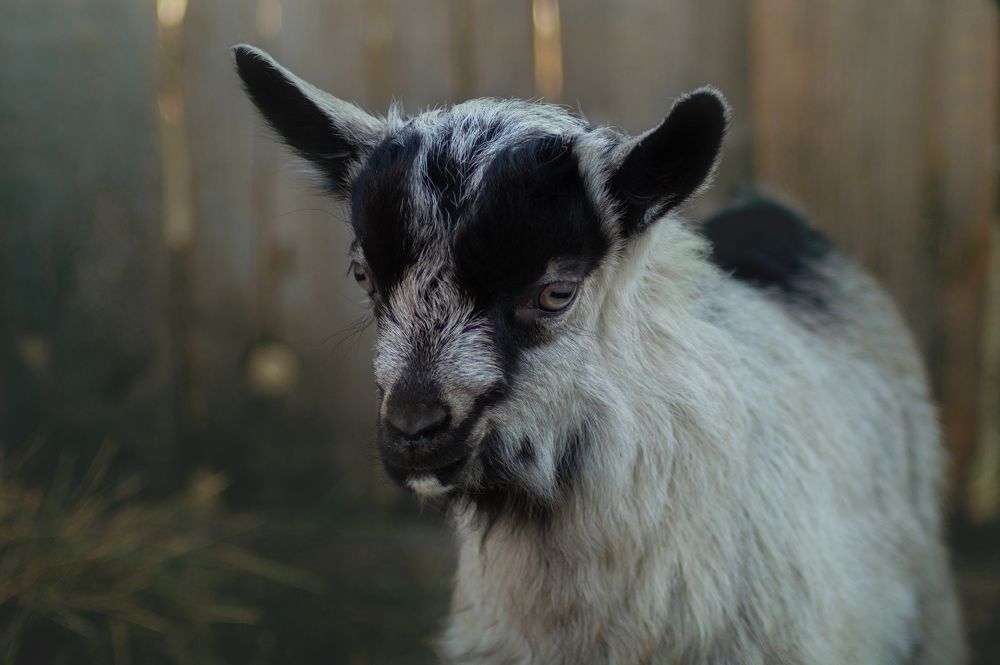 Photograph by Анастасия Пельменёва