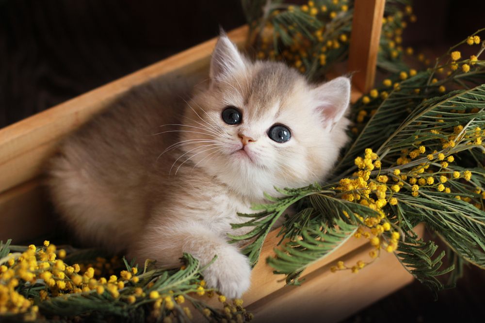 Photograph by Любовь Конева