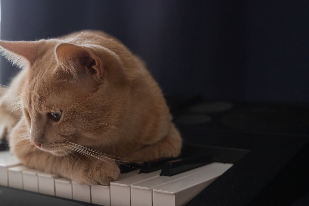 Фотография автора Alexander Pakhomov