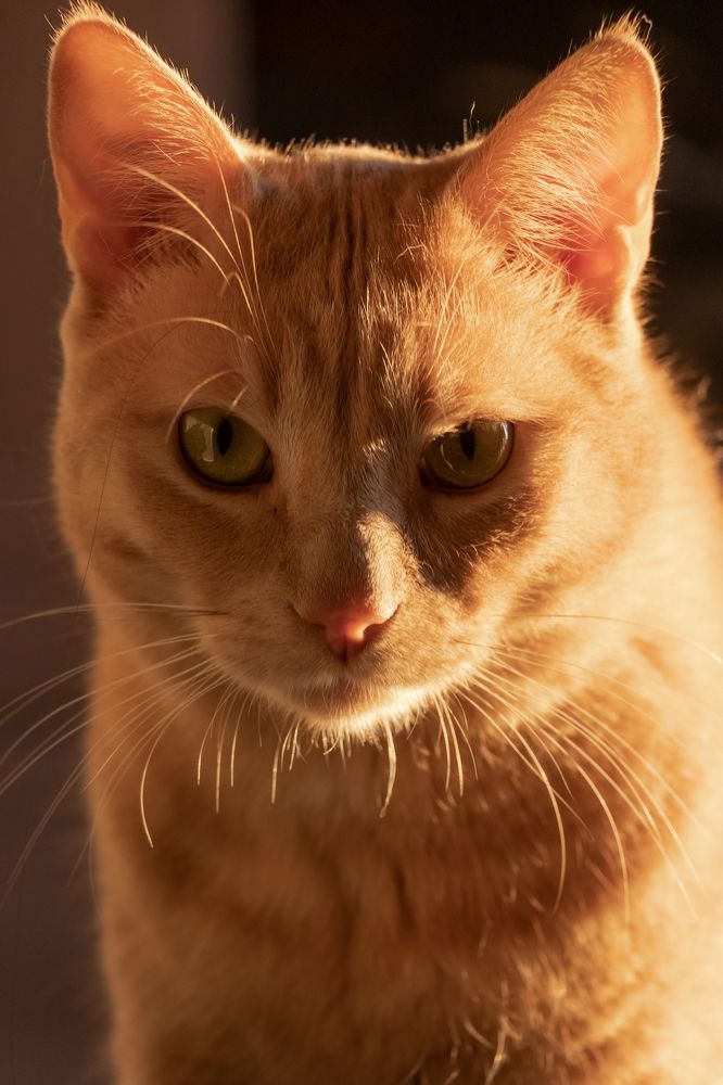 Фотография автора Alexander Pakhomov