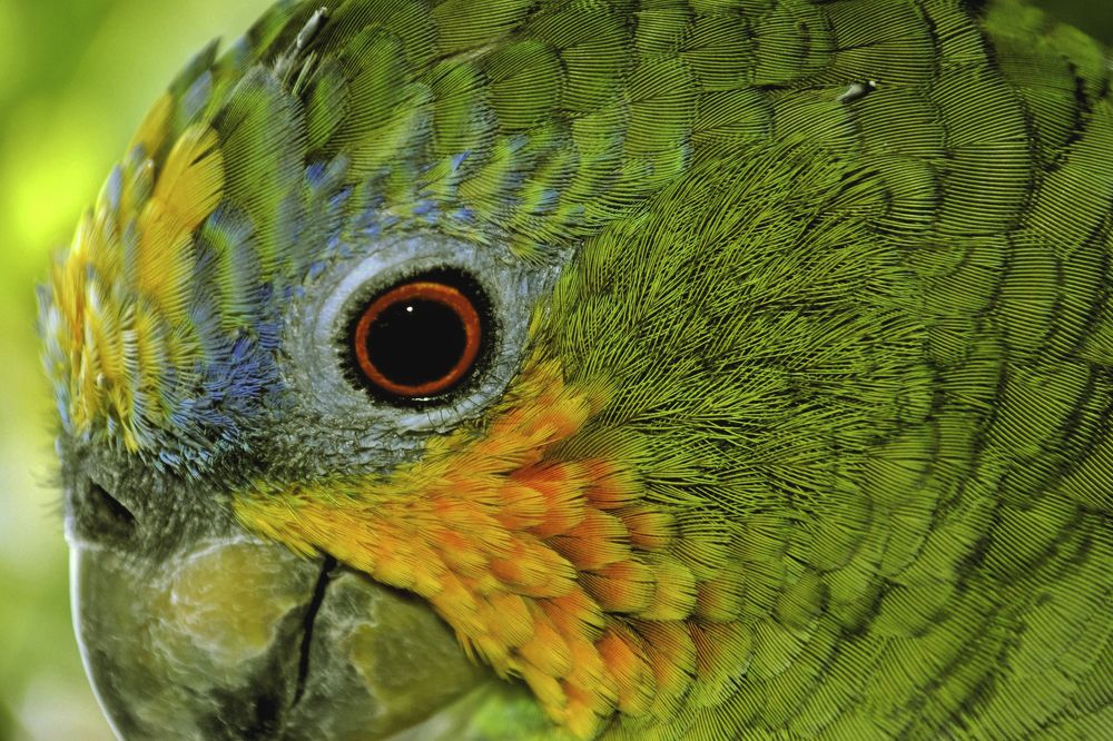 Фотография автора Yako Laverde