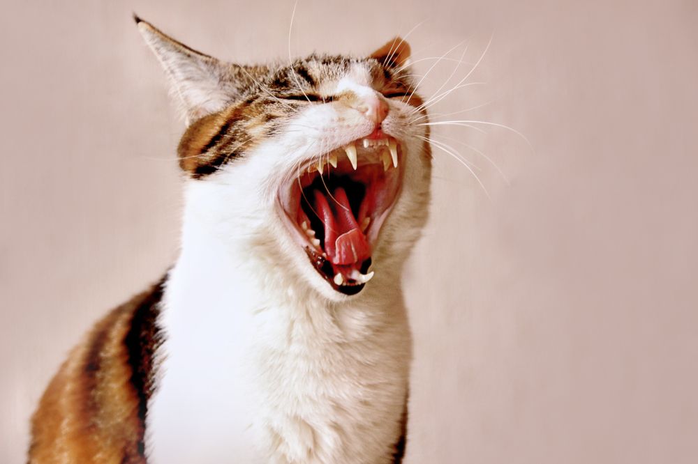 Photograph by ANASTASIYA CHEMAKINA