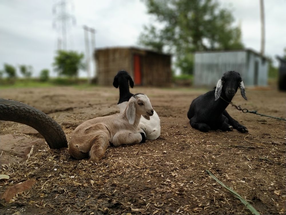 Photograph by Shivukumar Sinnur