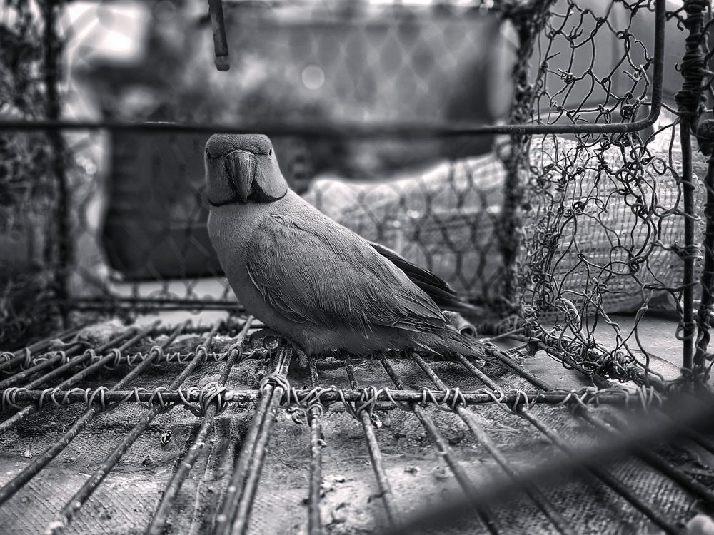 Photograph by Swagato bauri