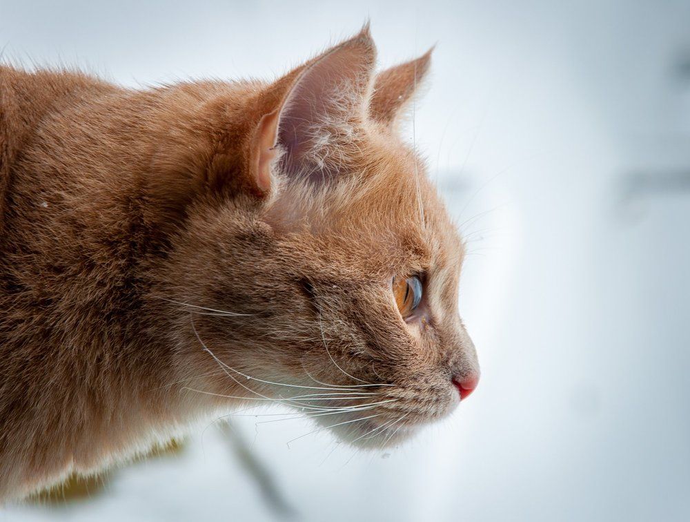 Photograph by Кондратюк Андрей