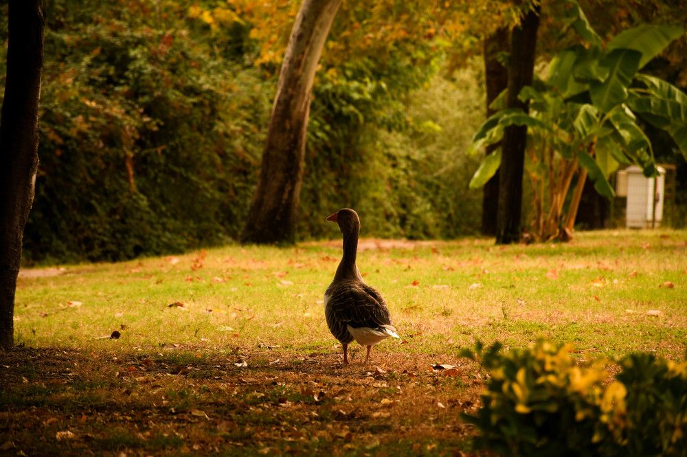 Photograph by Валентина Шахин