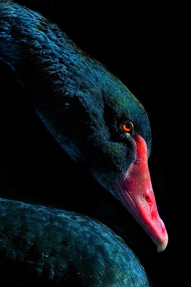 Photograph by Amin Ghaffarian