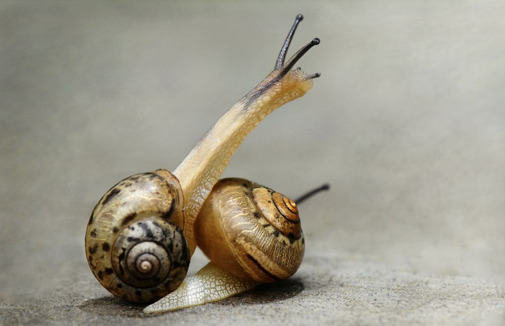 Photograph by Stan Lee