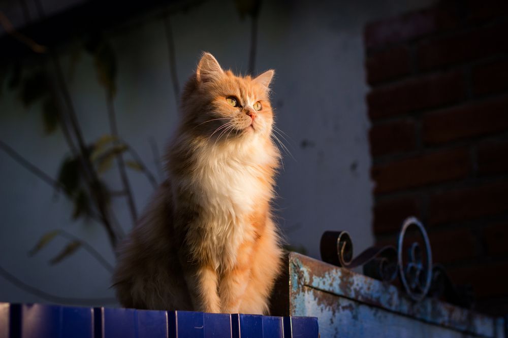 Фотография автора Марина Боджокова