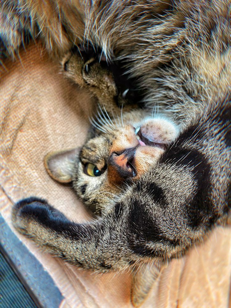 Shall we play or will we lie down?