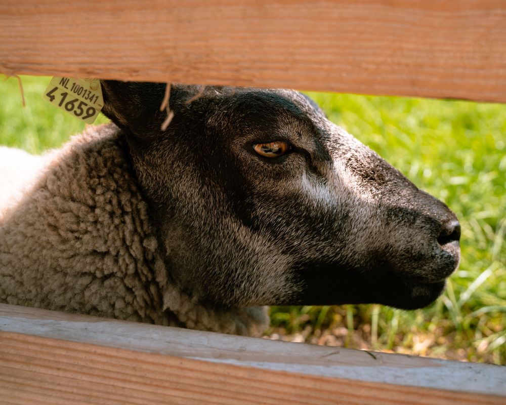 Фотография автора Кирилл Литовский