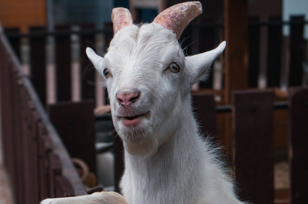 Давайте, поговорим?