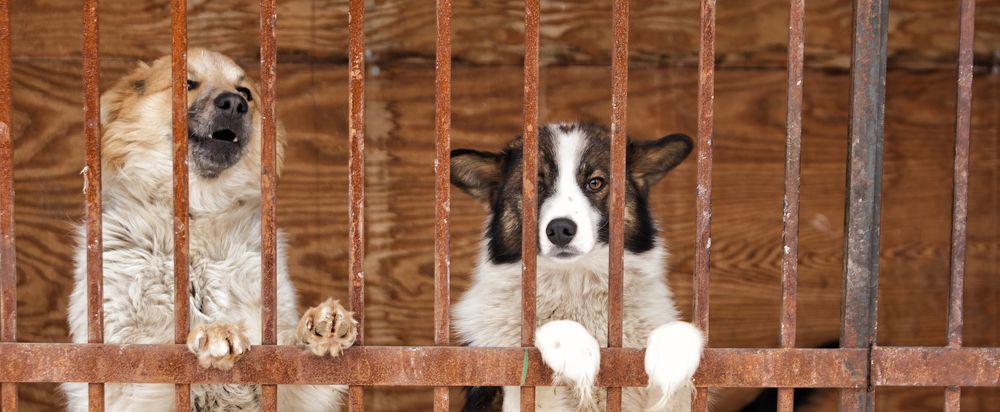 Фотография автора Лариса Кисурина