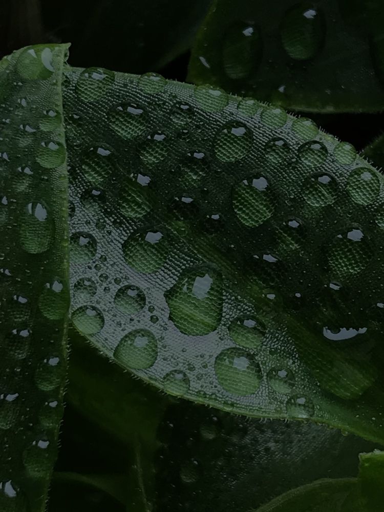 Photograph by Лидия Алесханова