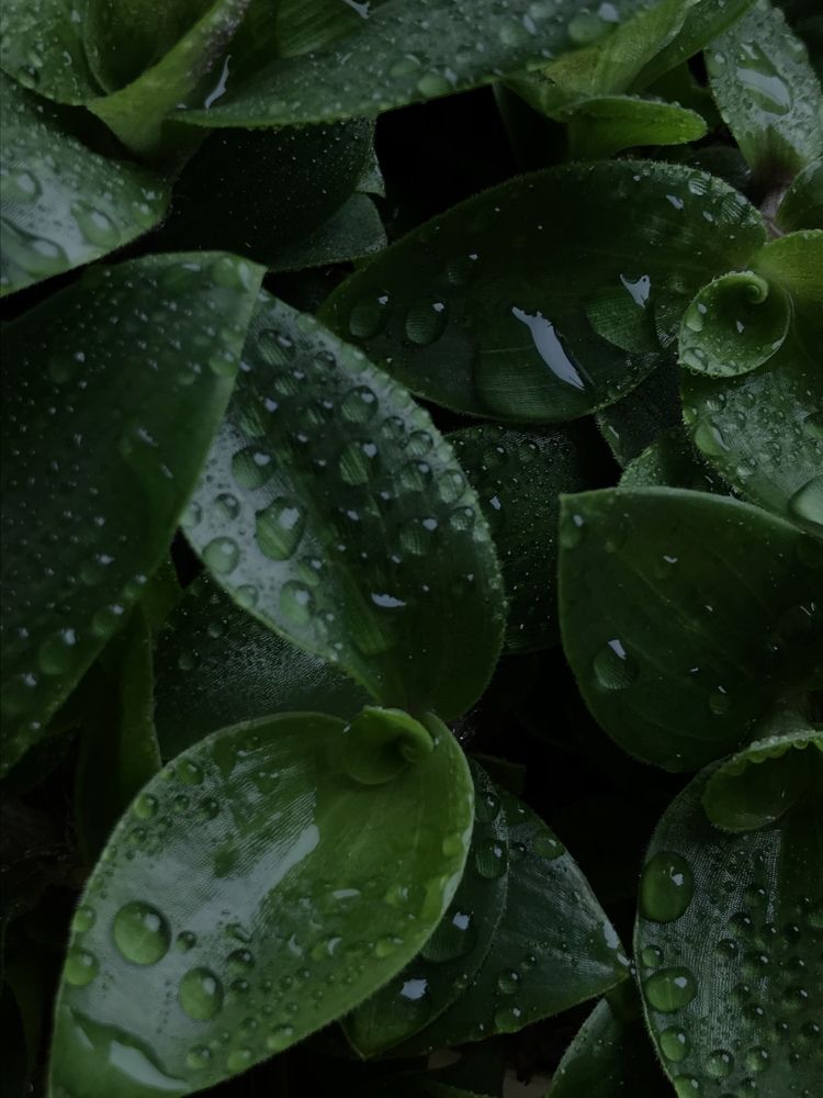 Photograph by Лидия Алесханова