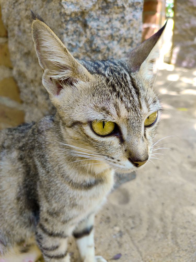 Фотография автора Manas Panja