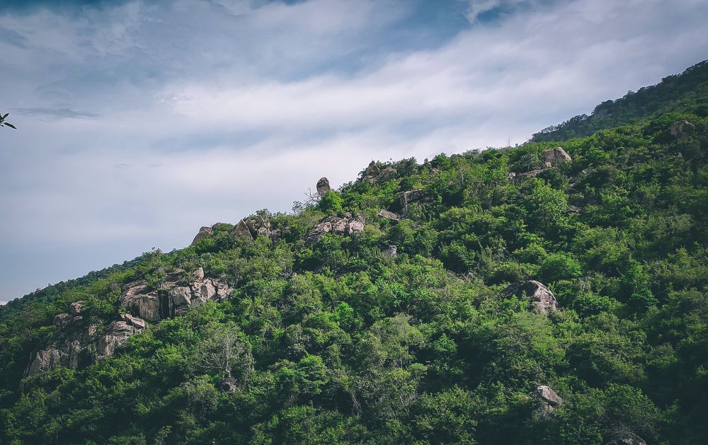 Фотография автора Manas Panja