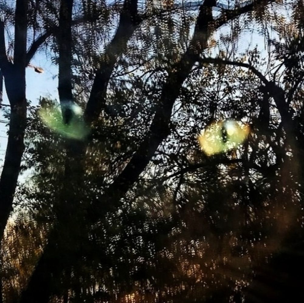 Глаза черного кота в окне .