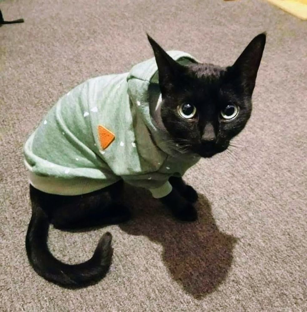 Одели котика.