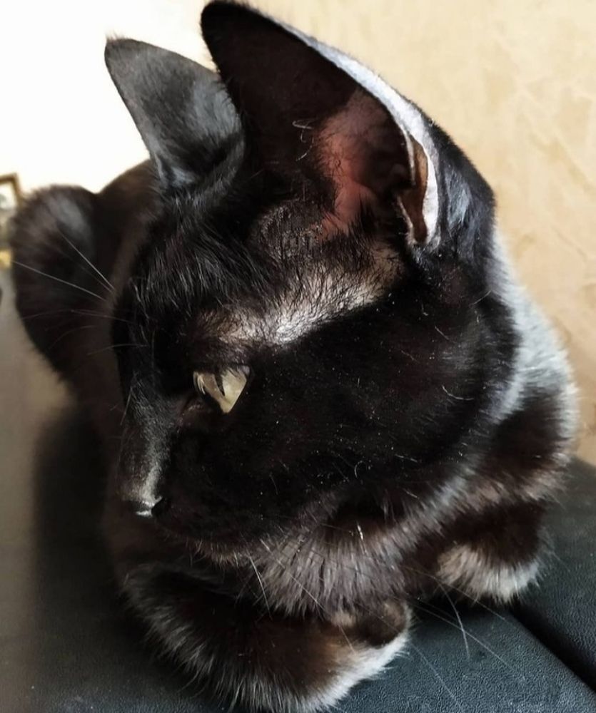 Котик в профиль.