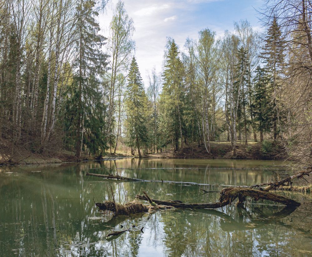 Forest swampy river landscape