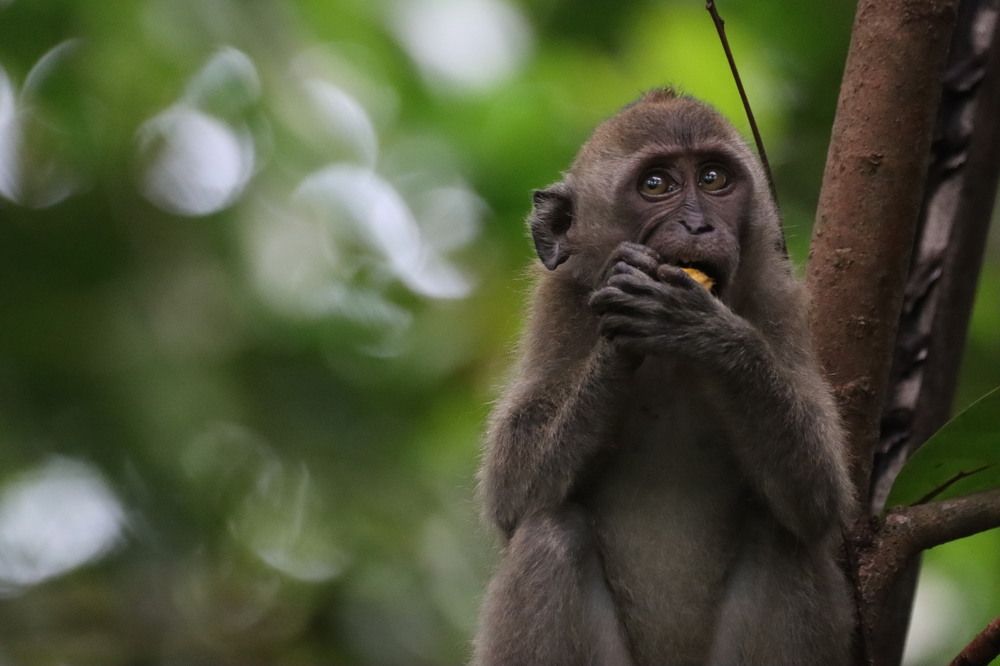 Baby Crab eating Macaque