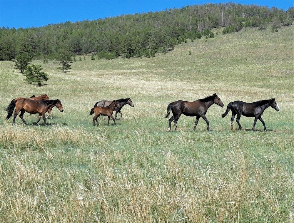Фотография автора Елена Пикатова