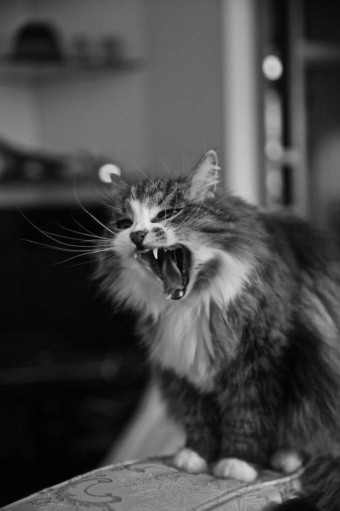 Фотография автора Наталья Васько -Черданцева